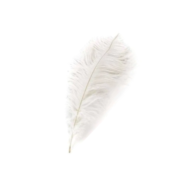 vase flûte avec grandes plumes d'autruche