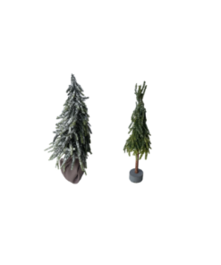 sapin mignature enneigé