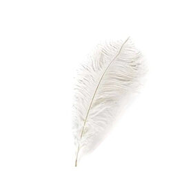 Plumes d'autruche, en location chez Pink Event